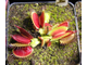 Dionaea muscipula Atlanta