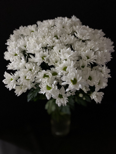 Хризантема ромашка белая 15 шт