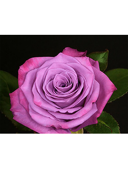 Муди Блю (Moody Blue) роза