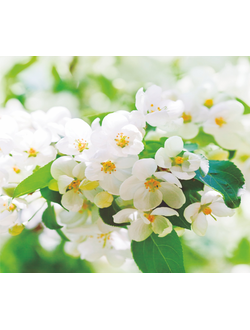 Фотообои Симфония "Яблоня"