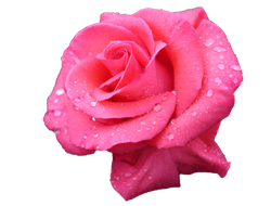 Розы Аква Розовые (до 60 см) Россия