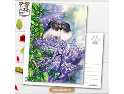 Почтовая открытка для посткроссинга: Нежность