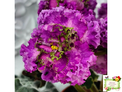 ПТ-Принцесса Жасмин Люкс (Т.Пугачева) 2018 г.