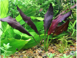 Эхинодорус афлейм (меристемный) АЗИЯ