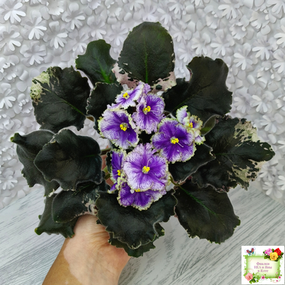 КО-Путеводная Нить (О. Кособокова) 2022 г.