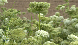 Морковь (Daucus carota), семена, дикорастущая культура (30 мл) - 100% натуральное эфирное масло