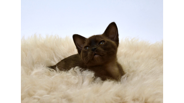 Бурманская девочка соболиного окраса