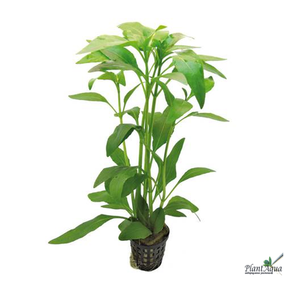 Гимнокоронис (ветка)