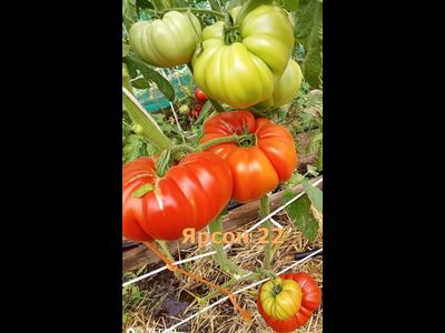 Томат Ярсон 22 (Jarson 22) Польша