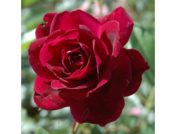 Бургунди Айз