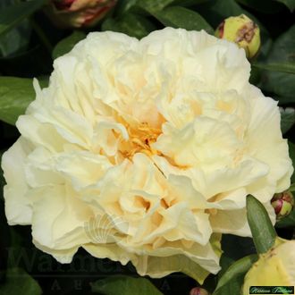 Paeonia Sunny Girl