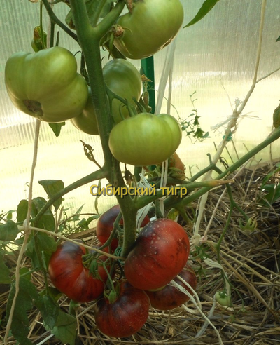 Томат Сибирский тигр (Siberian Tiger)