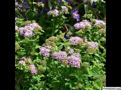 Спирея японская Литтл Принцесс Купить в красовский-сад.рф