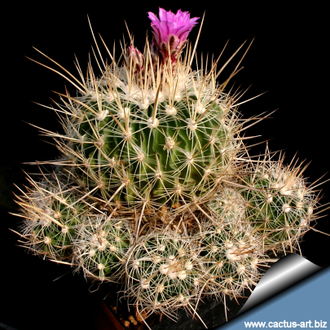 Echinofossulocactus rosasianus - 5 семян