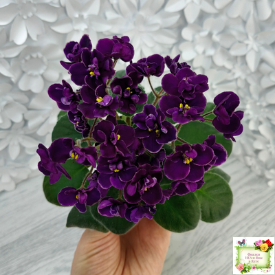 Mac's Piqued Pixie (G. McDonald) 2011 г. (лист посажен 25.01.26)