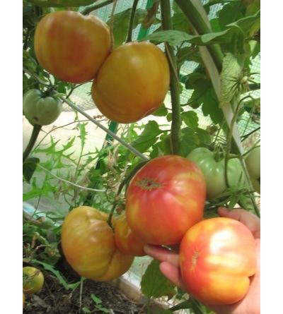 Томат Олимпийский огонь