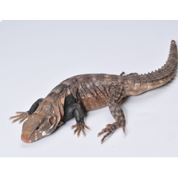 Черная игуана