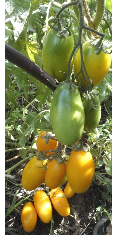 Томат Французская ледяная сосулька