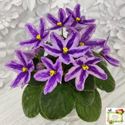 DS-Лавандовая Сказка (Dimetris) химера (пасынок сорт укоренённый)