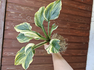 Хоста Brave Attempt