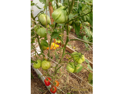 Томат Кунео гигантская груша (Cuneo Giant Pear) США