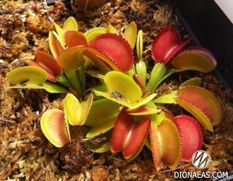 Dionaea muscipula Microdent