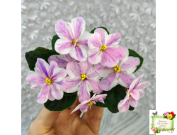 Ness` Spring Blush (D. Ness) химера (стартер сорт)