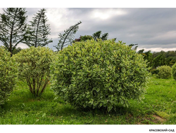 Топиар Дерен белый Элегантиссима в форме шара - Elegantissima
