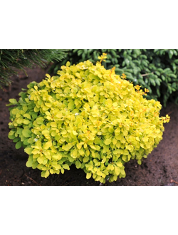 Барбарис Тунберга Bonanza Gold