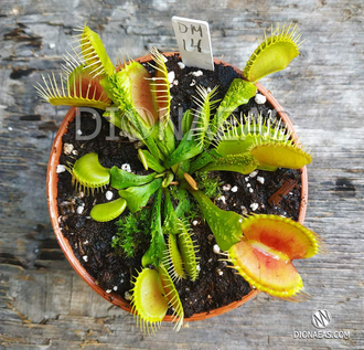 Dionaea muscipula Trichterfalle (Funnel trap)