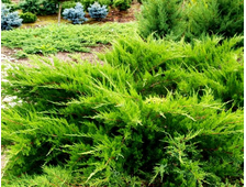 Можжевельник средний Mint Julep (цена: от 1200 руб)