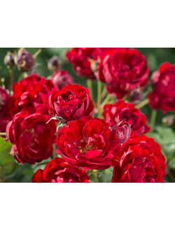 Бриллиант Корсар (Brillant Korsar) роза , ЗКС