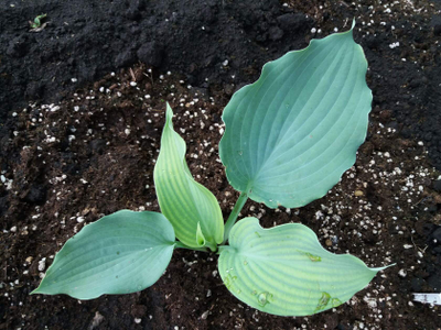 Хоста Diamond Lake