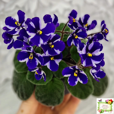 Concord (Horikoshi/Ozaki) (10/03/1992) химера (пасынок укоренённый)