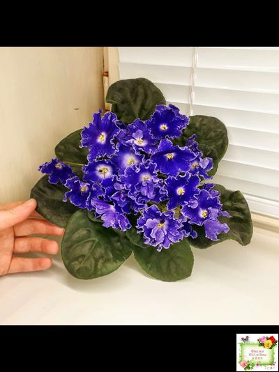 DS-Сияющий Колокольчик (Dimetris) 2014 г. (лист посажен 27.10.25)