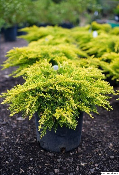 Можжевельник Голдкиссен - Gold Kissen