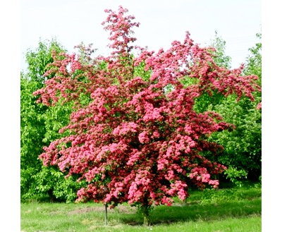 Боярышник средний Paul's Scarlet