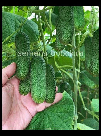 Огурец Шопен F1 (5 шт)
