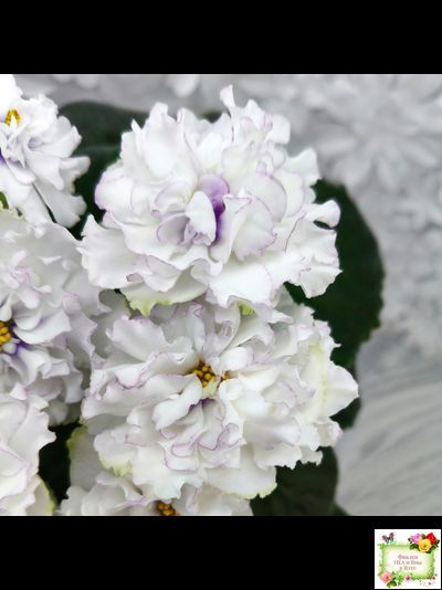 РМ-Прекрасный Жемчуг (Н. Скорнякова) 2022 г.