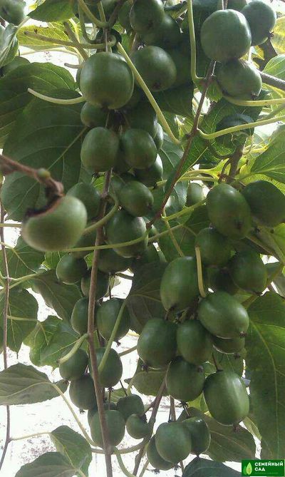 Актинидия аргута "Медовая".