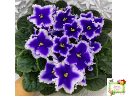 Dn-New Star (Д. Денисенко) 2019 г.