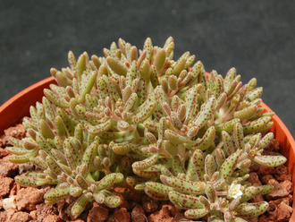 Crassula Humbertii - Крассула Гумберта, Карликовая крассула