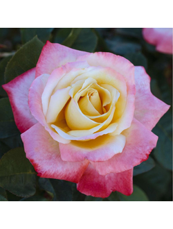 Летиция Каста(LAETITIA CASTA)