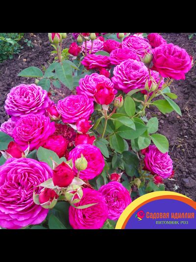 Хайди Клум (Heidi Klum)