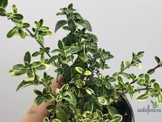 Серисса японская вариегатная «Фудзи»  / Serissa japonica  Mount Fuji