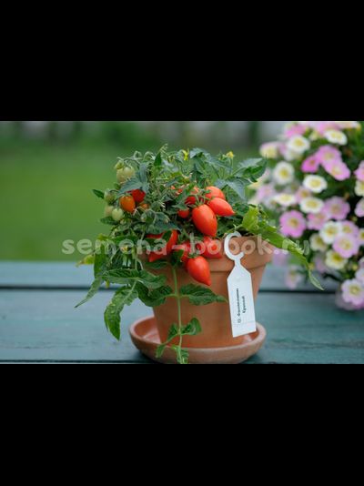 Микро Томат Funnyplums Red (Фанниплюмс Красный), 10 шт