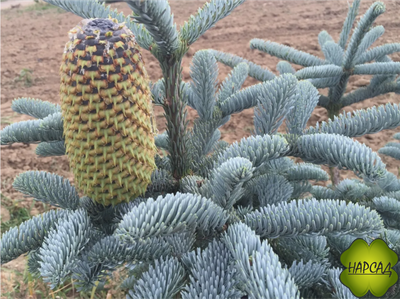 ПИХТА БЛАГОРОДНАЯ "ГЛАУКА" (Abies procera Glauca) (саженец 50 см, вырастает до 3 м)