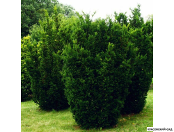 Тис средний Хилли - Hillii