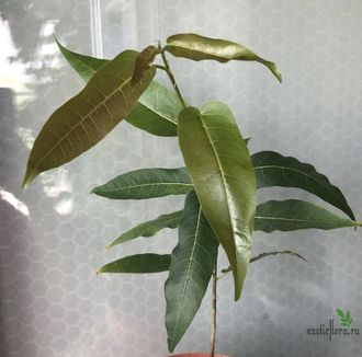 Ficus Ingens / фикус ингенс