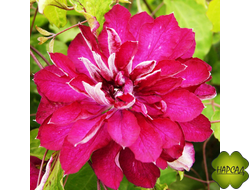 КЛЕМАТИС "RED PESSION" (РЭД ПЭШН) саженец 3 года